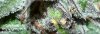 haole moonshine #3 - week 11.6-32.jpg