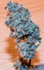 mac dragon seeded flower 11.5 nikon Z-6.jpg