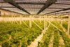 phlizon_fd6000_grow_light (3).jpg phlizon_fd6000_grow_light (3).jpg