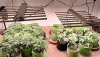 phlizon_phb8d_grow_light.jpeg phlizon_phb8d_grow_light.jpeg