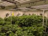 phlizon_fd6000_grow_light (6).jpg phlizon_fd6000_grow_light (6).jpg