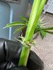 IMG_1369.jpeg
