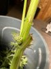 IMG_1371.jpeg