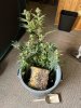 IMG_1372.jpeg