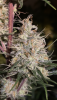 EFAD3044-DEEF-4971-93A3-5B7015C07EE4.png EFAD3044-DEEF-4971-93A3-5B7015C07EE4.png