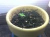 plant1_opt (2).jpg