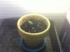 plant_opt (2).jpg