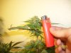 week 5'5 - PK top lighter ref-e.jpg