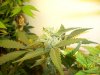 week 5'5 - Ice tallest clone-e.jpg