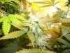 week 5'5 - Ice Medium Clone-e.jpg