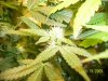 week 5'5 - Ice smallest clone-e.jpg