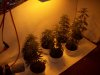 grow setup 007.jpg