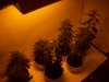 grow setup 012.jpg