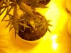 grow setup 013.jpg