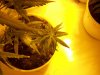 grow setup 015.jpg