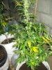 DSC04252.jpg