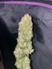 IMG_7325.jpeg