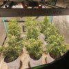 Did a small pot trial run with them. About 1.5 to 2 gallons of soil here and 9 in a 4x4. Under...jpg Did a small pot trial run with them. About 1.5 to 2 gallons of soil here and 9 in a 4x4. Under...jpg