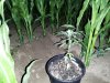 IMG_20230709_025640.jpg