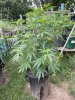 IMG_4932.jpeg
