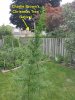 Charlies tree 1.jpg