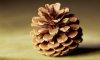 A-pine-cone-008.jpg