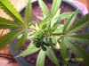 100_2111.jpg