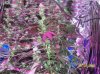 shiva & super skunk 6 weeks into flower. 7 days under 180w 010 Medium Web view.jpg