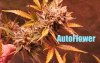 autoflower.jpg autoflower.jpg
