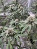 IMG_1286.jpeg