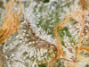 Image_2023-08-18 08_50_10_178.png