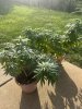 IMG_4076.jpeg