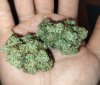 Deep space dream bud x A5 HazeThai nug.jpg