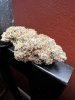 IMG_2633.jpeg