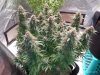 sf4000-2nd day of week 9 last pics before harvest-white afghan x 3-1.jpg