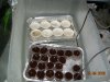 DSCN3526.JPG