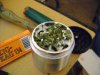 DSC00449.jpg