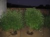 grow2 001.jpg