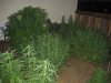 grow2 005.jpg