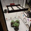 INS@johnnyblazegrower-Tropicanna Poison XL Auto from day 13 growing very fast and putting on ...jpeg INS@johnnyblazegrower-Tropicanna Poison XL Auto from day 13 growing very fast and putting on ...jpeg