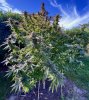 Alaskan Purple_grow-journal-by-1right_angle 01.jpg Alaskan Purple_grow-journal-by-1right_angle 01.jpg