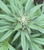 GDP_THC Bomb__09_29_2023_07.jpg GDP_THC Bomb__09_29_2023_07.jpg