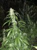 IMG_2932.jpeg
