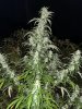 IMG_2974.jpeg
