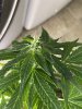 IMG_5771.jpeg