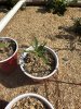 IMG_5471.jpeg