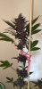IMG_2245.jpeg