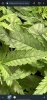 Screenshot_20231016_191659_Chrome.jpg