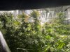 IMG_5621.jpeg
