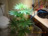 DSCN0388.jpg